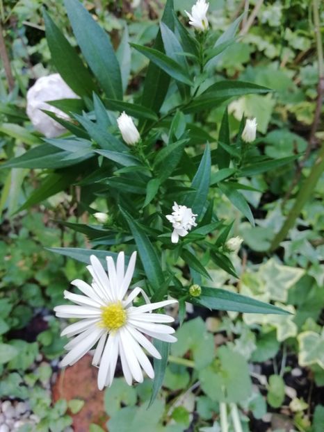  - Grădina 2020 continuare 2