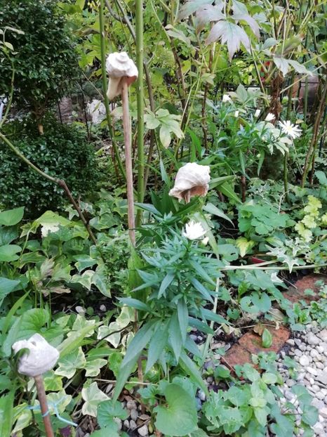  - Grădina 2020 continuare 2