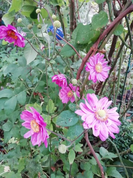  - Grădina 2020 continuare 2