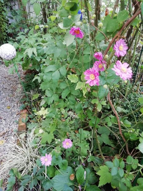  - Grădina 2020 continuare 2