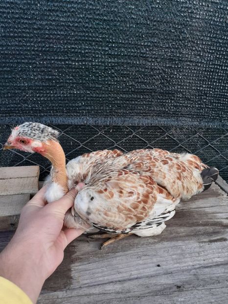  - Puicute si cocosei pentru 2021