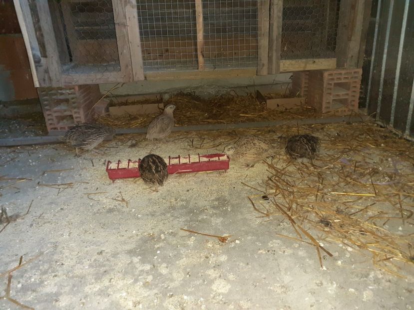  - Prepelite pentru 2021