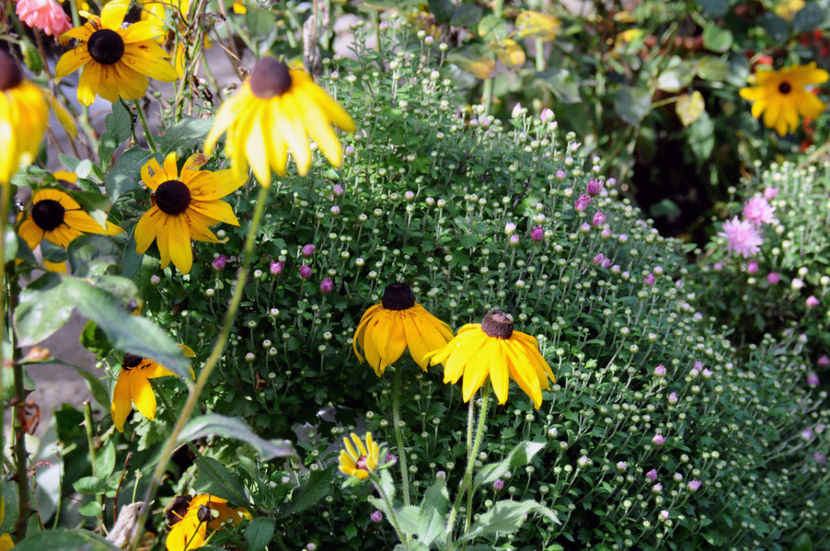  - 04 Gradina de flori 2020