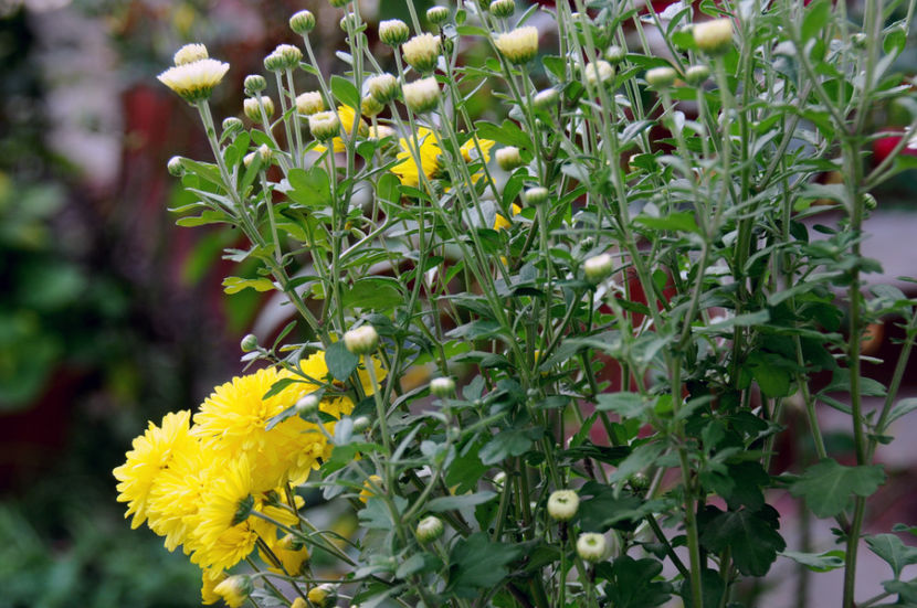  - 04 Gradina de flori 2020