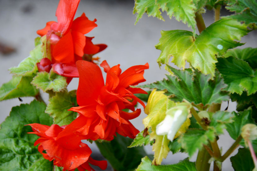  - 04 Gradina de flori 2020