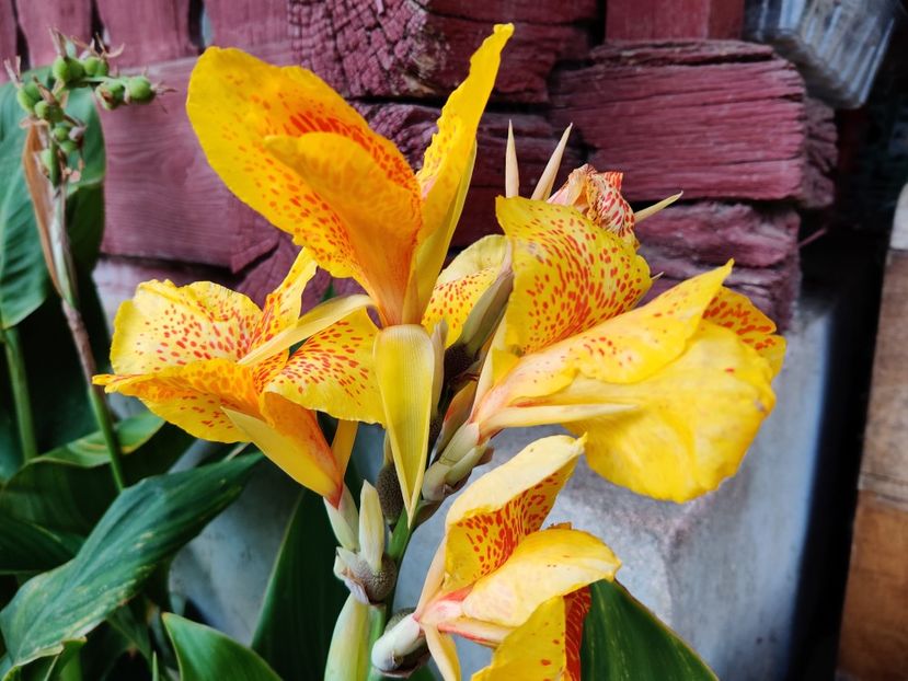 Canna indica Spotted - Canna