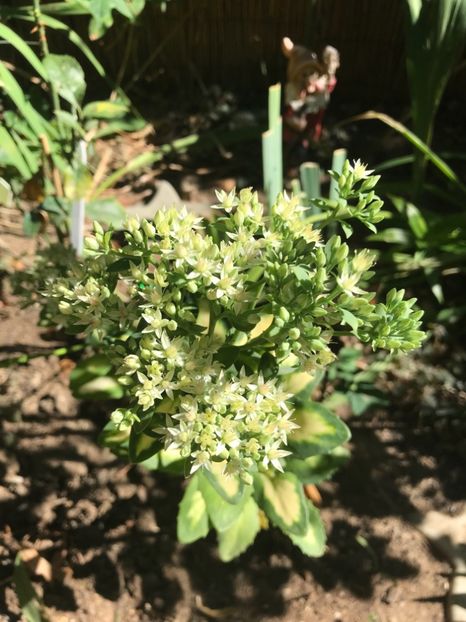 Sedum Spectible variegat - Suculente