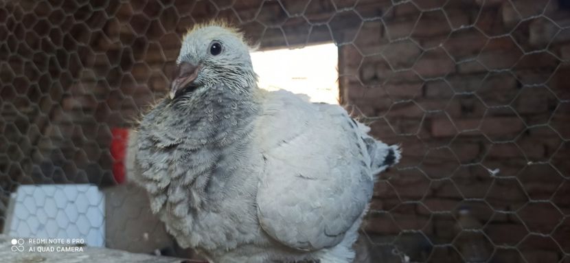 BULGARAS - POZE VRDF