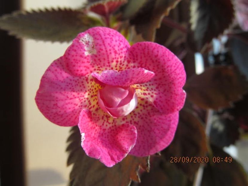 RF's Roberto Rainbow Dream - Achimenes 2020