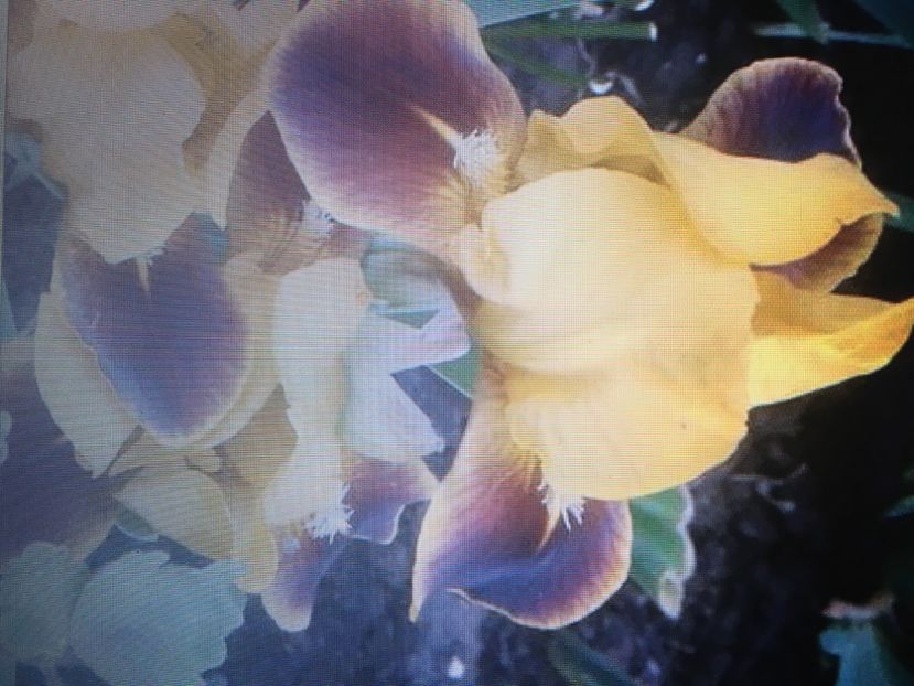 17270049-11B9-4AD3-8444-C26E7D0A38E9 - Disponibile