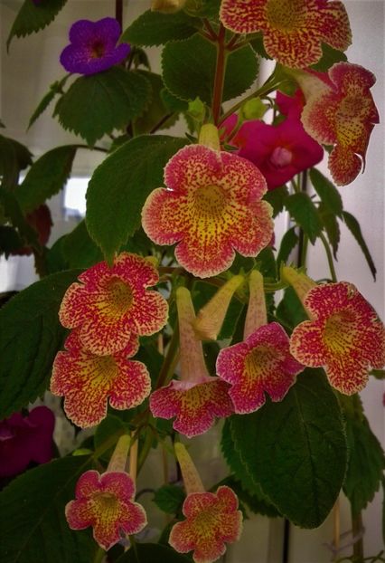 20200928_102031-1 - colectia mea de achimenes 001 2020