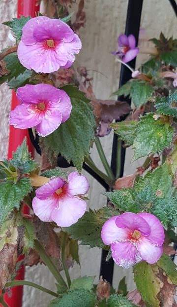 Blueberry Lemon S-sfarsit de sezon - Achimenes 2020