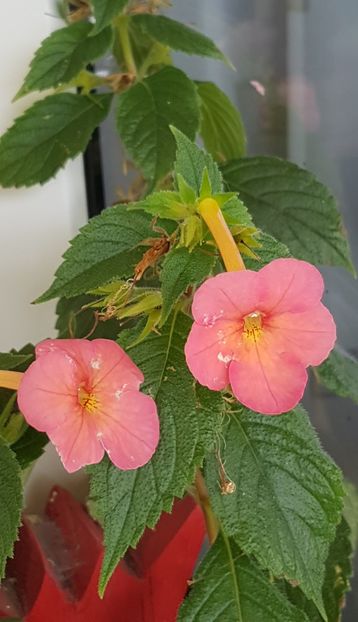 Sweet & Sour- sfarsit de sezon - Achimenes 2020