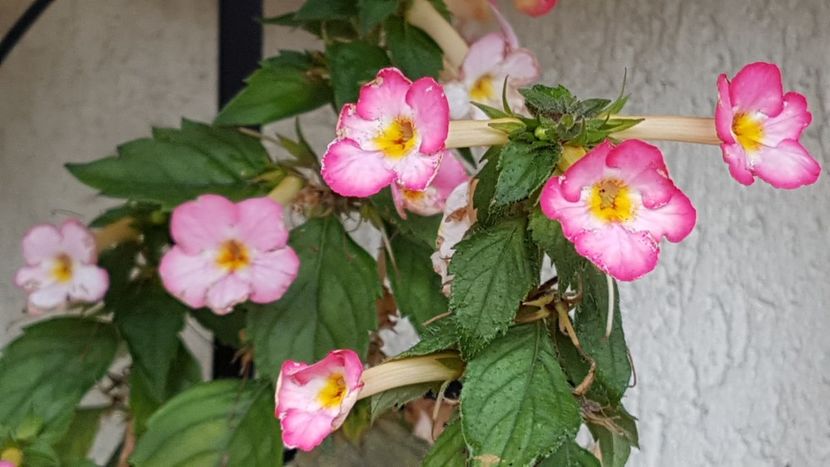 Ivory Blush- sfarsit de sezon - Achimenes 2020