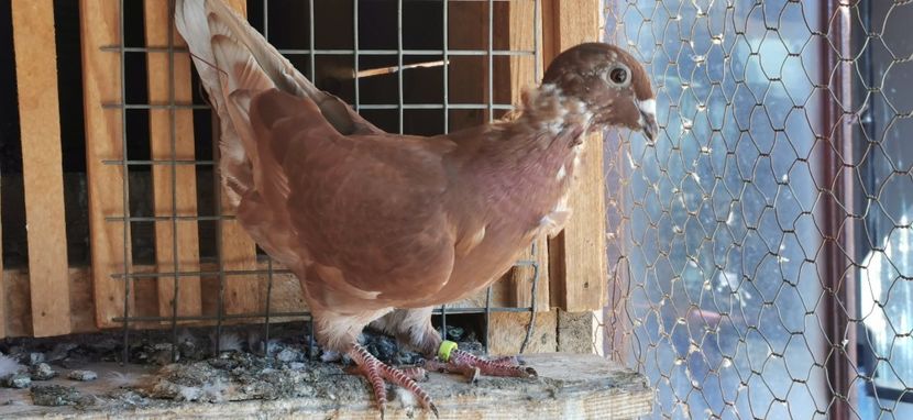  - Rosii de Bucuresti