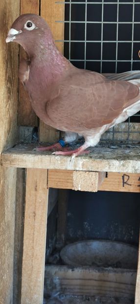  - Rosii de Bucuresti