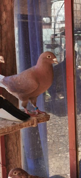  - Rosii de Bucuresti