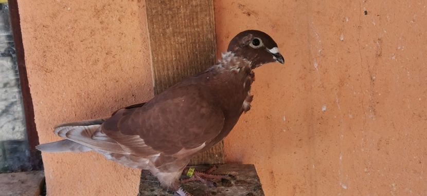  - Rosii de Bucuresti