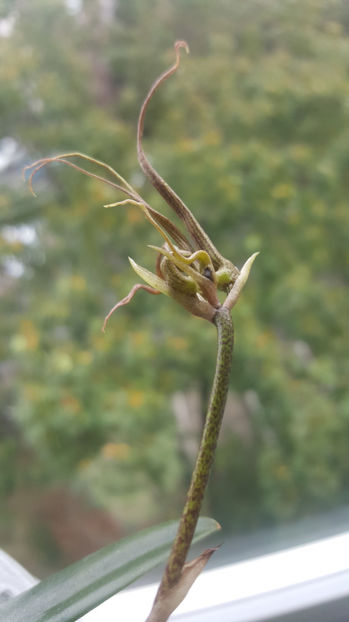 bulbophyllum Elizabeth Buckleberry - Orhidee_1_bulbophyllum