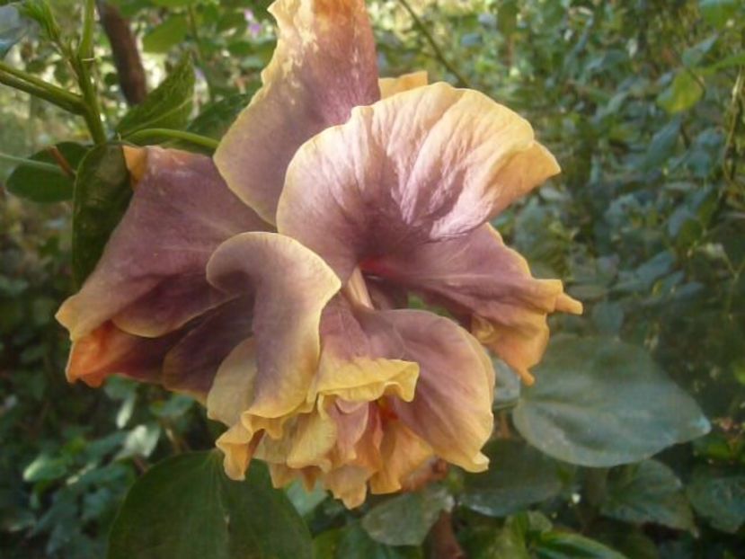 28.09.2020 - HIBISCUSI 2020-4