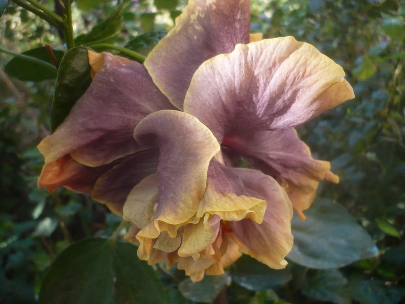 P1460680 - HIBISCUSI 2020-4