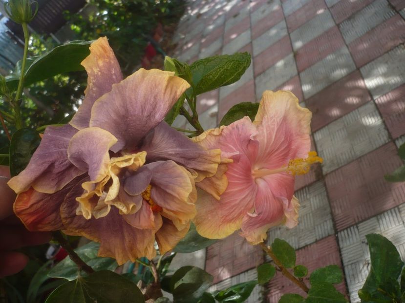 P1460682 - HIBISCUSI 2020-4