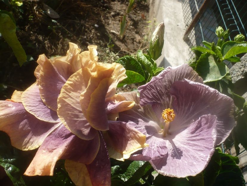 P1460684 - HIBISCUSI 2020-4