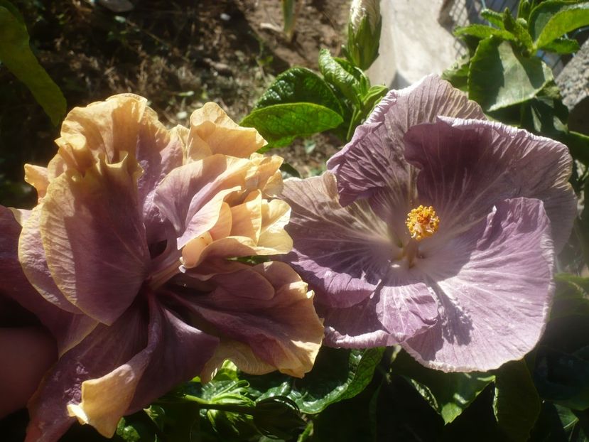 P1460685 - HIBISCUSI 2020-4