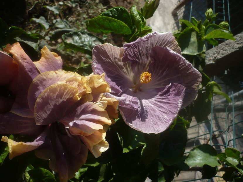 P1460687 - HIBISCUSI 2020-4