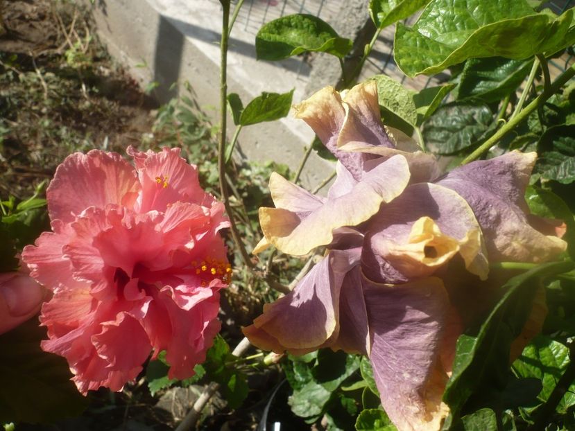 P1460688 - HIBISCUSI 2020-4