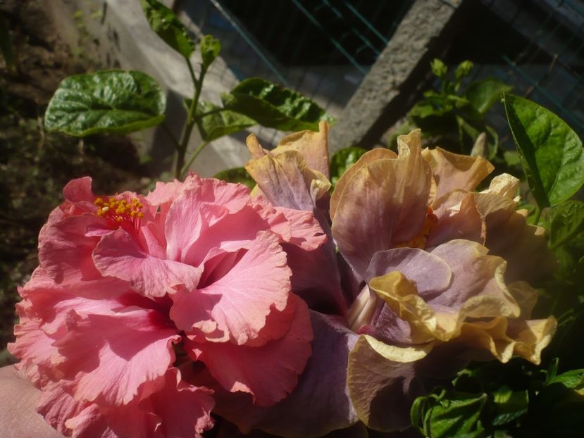 P1460689 - HIBISCUSI 2020-4