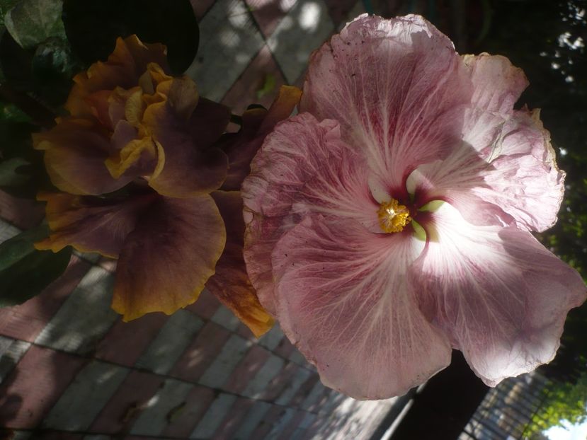 P1460691 - HIBISCUSI 2020-4