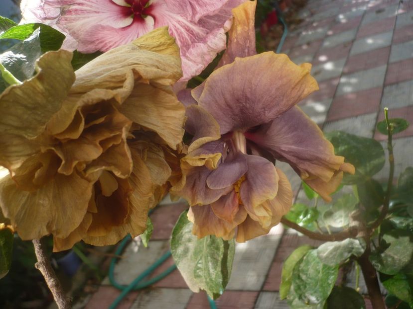 P1460696 - HIBISCUSI 2020-4