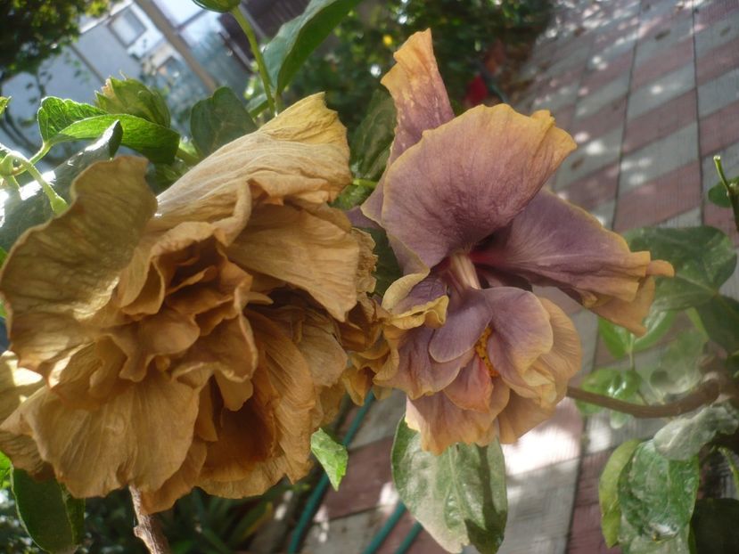 P1460697 - HIBISCUSI 2020-4