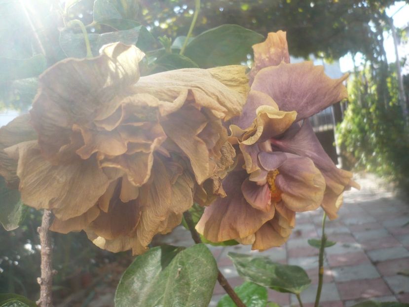 P1460698 - HIBISCUSI 2020-4