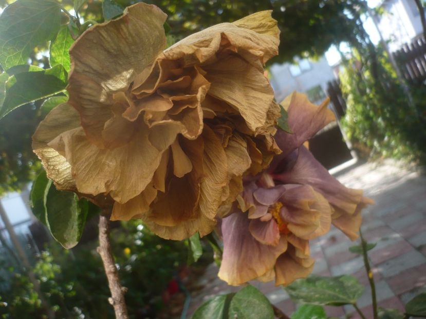 P1460700 - HIBISCUSI 2020-4