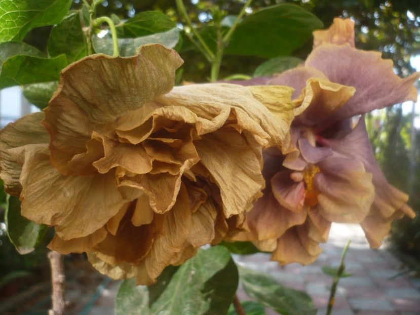 P1460701 - HIBISCUSI 2020-4