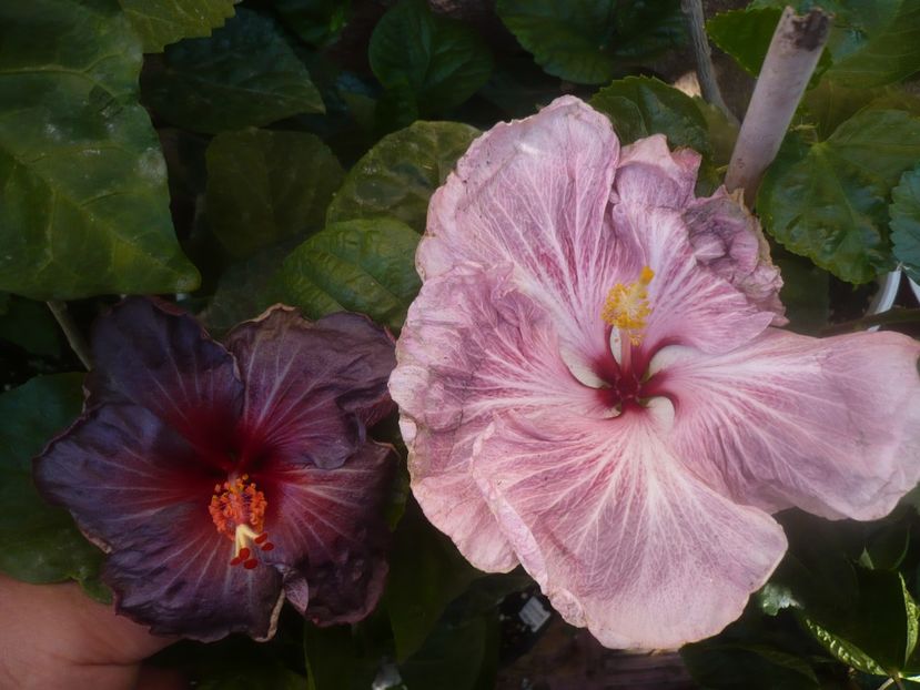 P1460702 - HIBISCUSI 2020-4