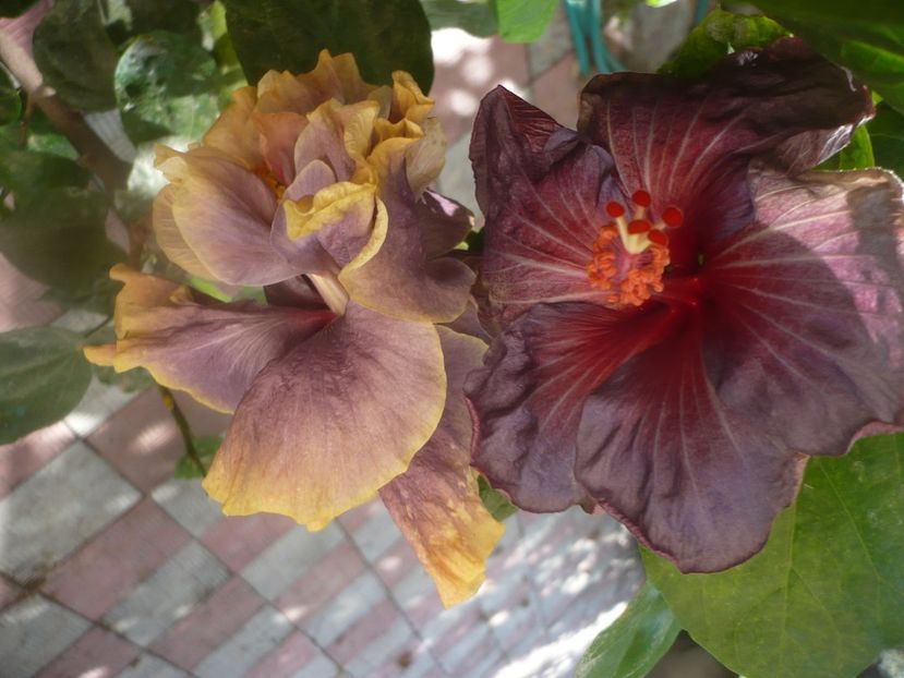P1460704 - HIBISCUSI 2020-4