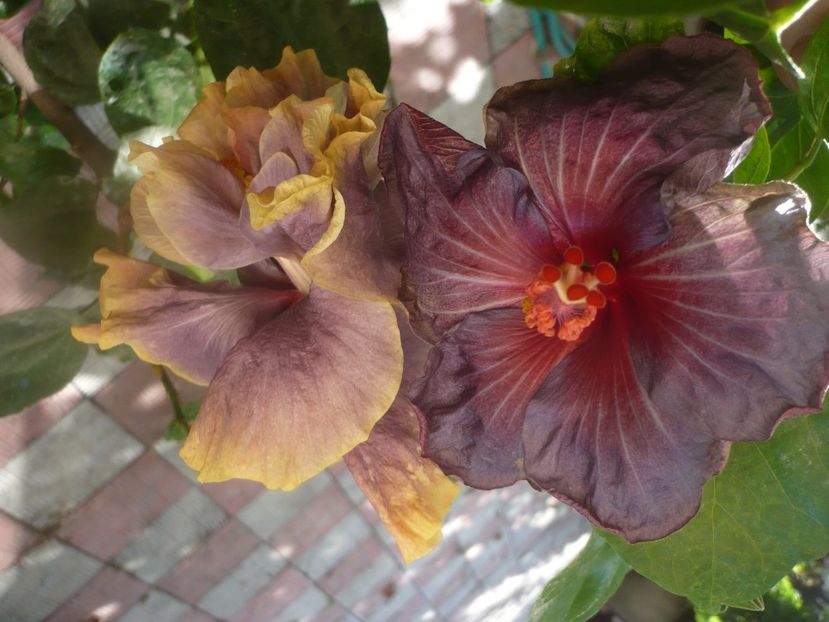 P1460705 - HIBISCUSI 2020-4