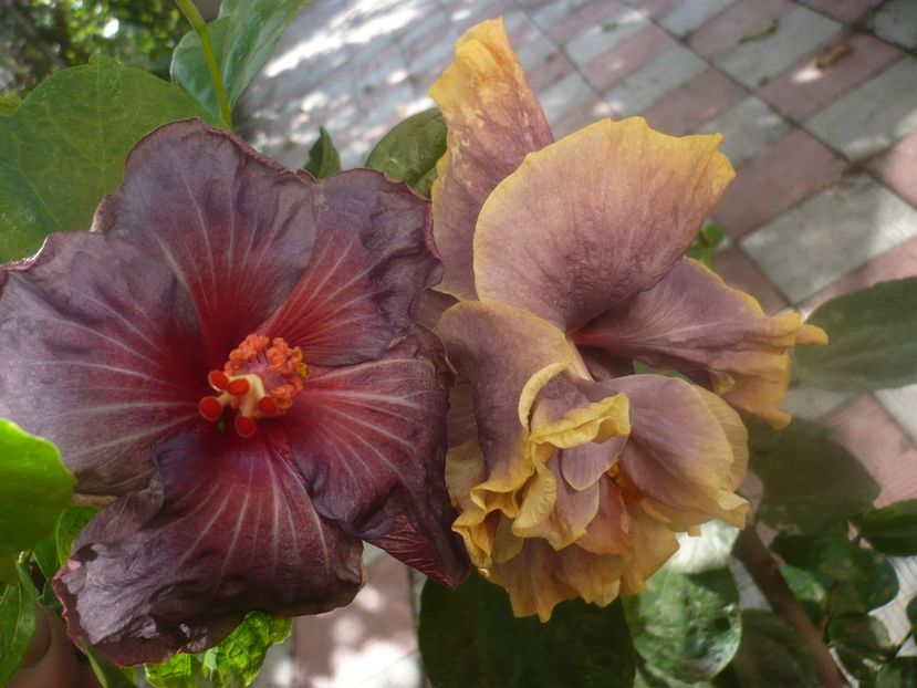 P1460706 - HIBISCUSI 2020-4