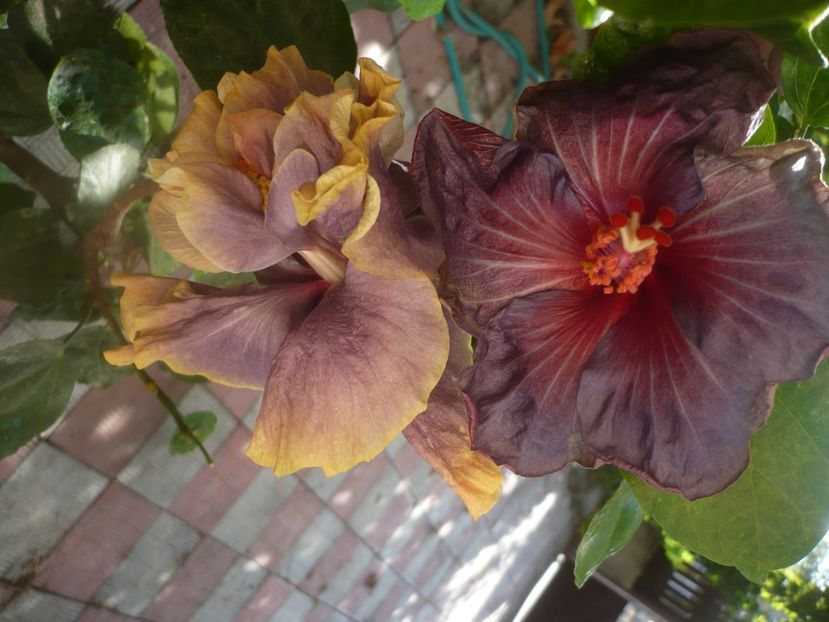 P1460707 - HIBISCUSI 2020-4