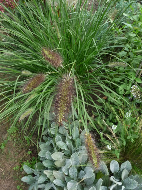  - 2020 - 03 - Toamna