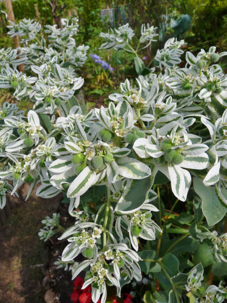  - 2020 - 03 - Toamna