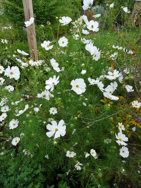  - 2020 - 03 - Toamna