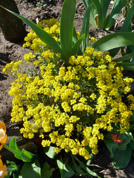  - Alyssum