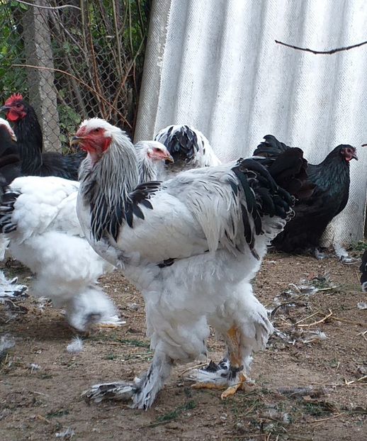  - VIITOR SPERANTE 2021