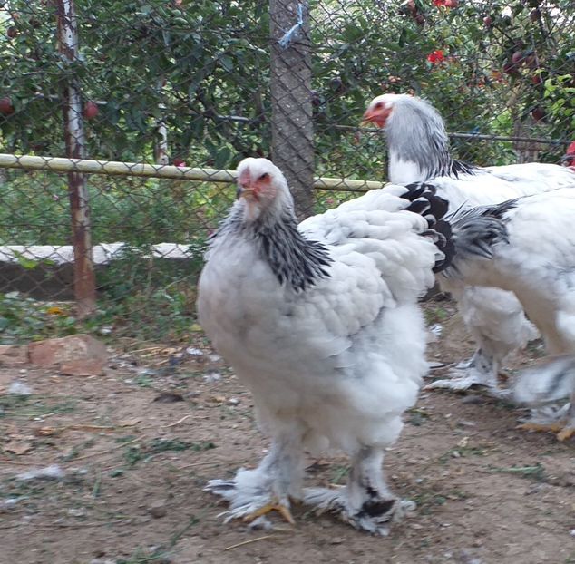  - VIITOR SPERANTE 2021