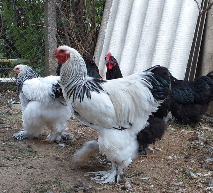  - VIITOR SPERANTE 2021