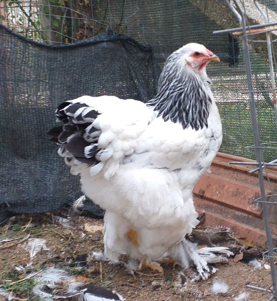  - VIITOR SPERANTE 2021